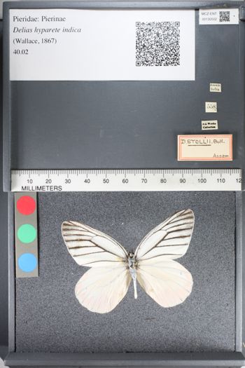Media type: image;   Entomology 130502
